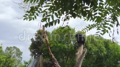 在一个大型瀑布的背景下，黑猴子睡在野生动物公园的干燥树干上。